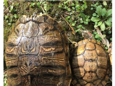 厂家批发乌龟活体 草龟苗中华草龟 冷水龟陆金线墨龟水族图2