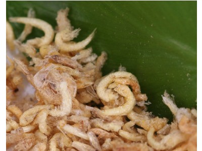 浪花鱼食FD真空干燥淡水虾观赏鱼饲料散装鱼粮淡水虾批发厂家直销图2