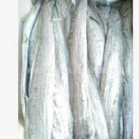 冷库直销 海产品批发 野生白带鱼 带鱼型号多种批发