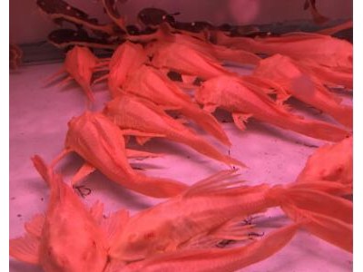 女王清道夫大帆活体大型鱼淡水热带观赏鱼清洁鱼水族宠物鱼包活图2