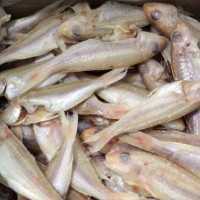 工厂直销南海野生金线鱼20斤/箱 冷冻海鱼红三鱼水产品红杉鱼