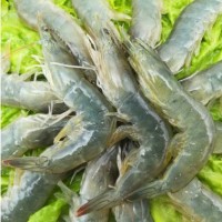 青岛海捕特大虾鲜活海鲜对虾4斤新鲜超大基围虾冰虾四斤5-6