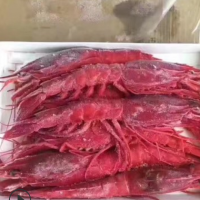 进口地中海红魔虾 绯红虾虾味浓郁刺身虾 冷冻大虾