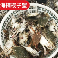 海捕梭子蟹 鲜活大闸蟹海鲜水产 规格4两-6两三斤顺丰包邮