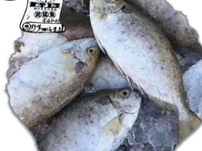 500g野生深海鱼肉海生鲜批发泥猛鱼水产品冷冻海鲜苦提潮汕冰鲜鱼图3