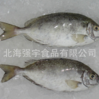 厂家直销 供应 单冻原条（40/60,60/80)泥猛鱼，蓝子鱼