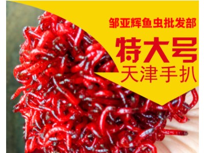 蚯蚓活饵大号活体纯牛粪大平二号垂钓鱼饵鲜活散装批发包邮图3