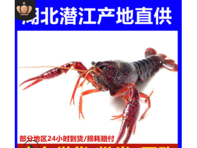 海鲜大礼包全球海鲜礼盒波士顿龙虾加拿大甜虾海水产品组合送礼图3