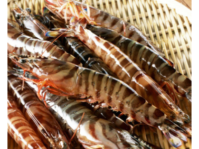 8年老店 一手货源 肉质鲜嫩 全部活冻 竹节虾 斑节虾 大明虾