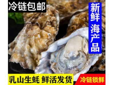 乳山新鲜生蚝鲜活海鲜水产海蛎子贝壳新鲜牡蛎带壳特大肥美新鲜