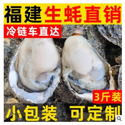 福建生蚝鲜活牡蛎带壳海蛎子海鲜水产 3斤小包装社区团购定制批发图3